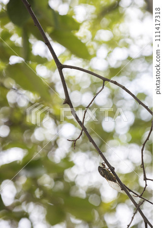 Scenery of cicadas resting in the shade of trees in August - 4 111417318