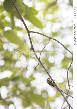Scenery of cicadas resting in the shade of trees in August - 5 111417319