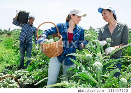 Female gardeners talking while harvesting fresh artichokes 111417320