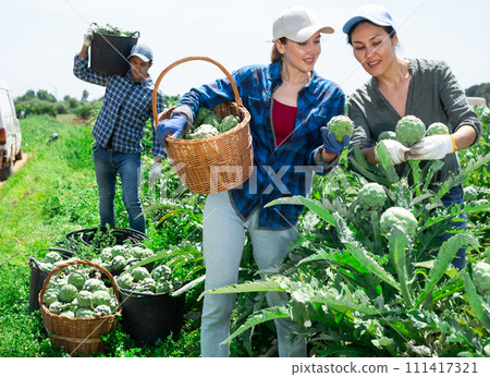 Female gardeners talking while harvesting fresh artichokes Female gardeners talking while harvesting fresh artichokes 111417321