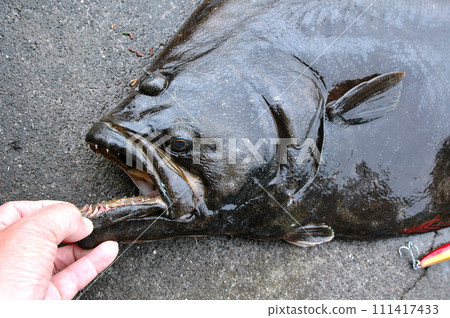 A large flounder with sharp teeth and a scary face A large flounder with sharp teeth and a scary face 111417433