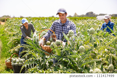 Man gathering artichokes while working on plantation Man gathering artichokes while working on plantation 111417499