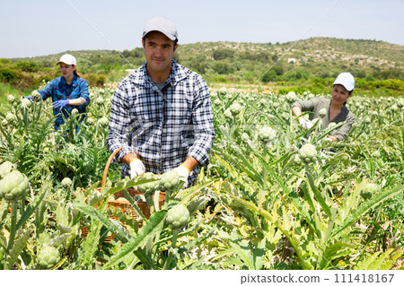 Focused man engaged in artichokes growing, harvesting vegetables 111418167