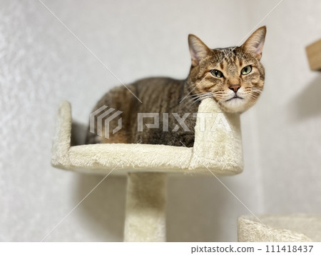 [Protection cat] A tabby cat relaxing on top of the cat tower 111418437