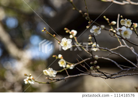 Kamakura 2402 Hokaiji Temple 11 Plum 111418576