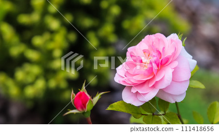 Soft pink rose Bonica with buds in the garden. Perfect for background of greeting cards for birthday, Valentine's Day and Mother's Day 111418656