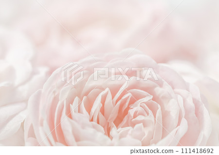 White rose flower petals. Macro flowers backdrop for holiday design. Abstract floral background. Soft focus. 111418692