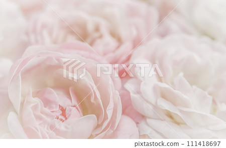 White rose flower petals. Macro flowers backdrop for holiday design. Abstract floral background. Soft focus. 111418697