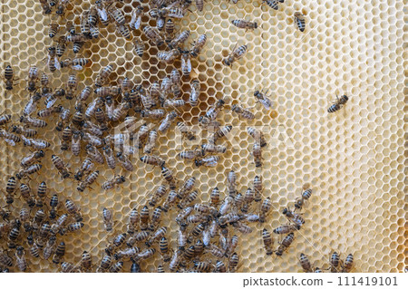 working bees on honey cells. bees on honeycomb working bees on honey cells. bees on honeycomb 111419101