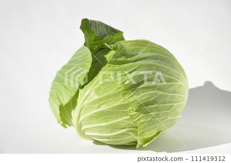 新鮮的白菜 新鮮的白菜 111419312