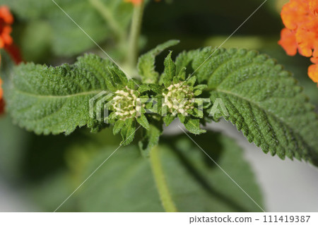Shrub verbena flower 111419387