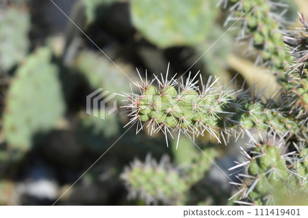 Cane cholla Cane cholla 111419401