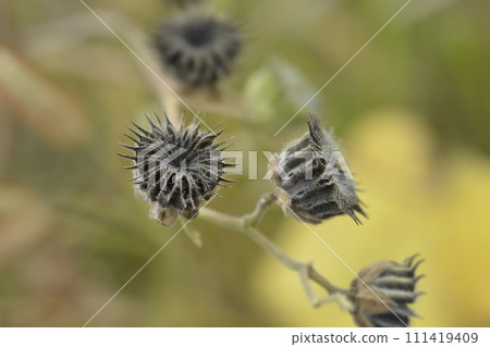 Velvetleaf, 111419409