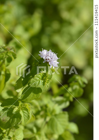 False apple mint 111419415