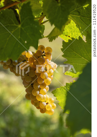 Vineyard with Hibernal near Cejkovice, Southern Moravia, Czech Republic Vineyard with Hibernal near Cejkovice, Southern Moravia, Czech Republic 111419520