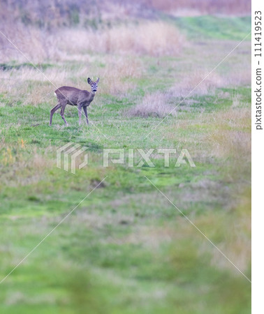 Young roe deer in in Hortobagy National Park, UNESCO World Heritage Site, Puszta is one of largest meadow and steppe ecosystems in Europe, Hungary Young roe deer in in Hortobagy National Park, UNESCO World Heritage Site, Puszta is one of largest meadow and steppe ecosystems in Europe, Hungary 111419523
