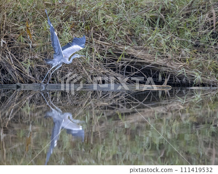 Gray heron (Ardea cinerea), Gemenc, unique forest between Szekszard and Baja, Dunaj-Drava National Park, Hungary 111419532