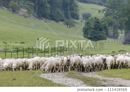 Sheep herd in National park Muranska Planina, Slovakia Sheep herd in National park Muranska Planina, Slovakia 111419569