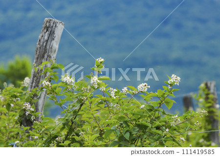 Blooming blackberries orchard , Zemplin hills, Hungary Blooming blackberries orchard , Zemplin hills, Hungary 111419585