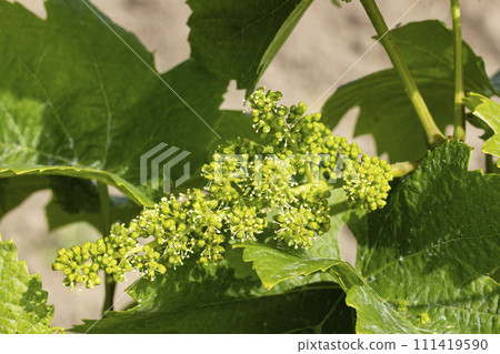Detail grapes of the vine in the time flowers 111419590