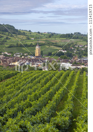 Vineyards with Arbois town, Department Jura, Franche-Comte, France 111419715
