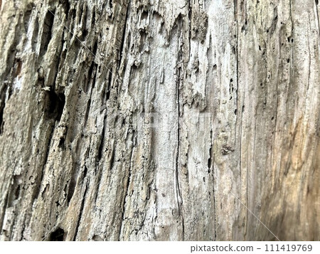 old tree bark 111419769