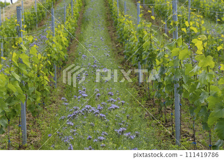 Vineyards with flovers near Cejkovice, Southern Moravia, Czech Republic Vineyards with flovers near Cejkovice, Southern Moravia, Czech Republic 111419786