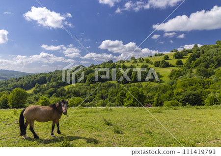 Typical Spring landscape in White Carpathians near Stary Hrozenkov, Southern Moravia, Czech Republic 111419791