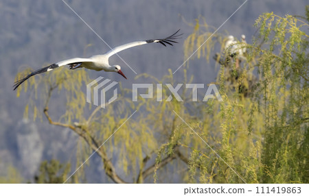 White stork (ciconia ciconia), early spring near Hunawihr, Alsace, France 111419863