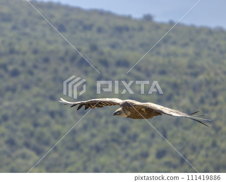 Griffon vulture in Canyon of Verdon River (Verdon Gorge) in Provence, France Griffon vulture in Canyon of Verdon River (Verdon Gorge) in Provence, France 111419886