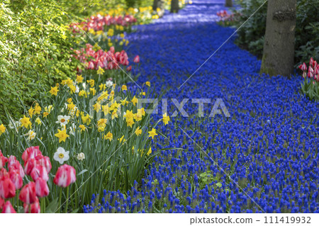 Muscari flowers (Muscari armeniacum) and Narcissus jonquilla, rush narcis in Keukenhof flower garden, Lisse, Netherlands 111419932