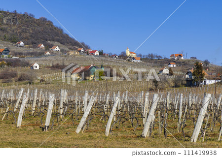 vineyard in Somlo (Somlyo) hill, Veszprem county, Hungary vineyard in Somlo (Somlyo) hill, Veszprem county, Hungary 111419938