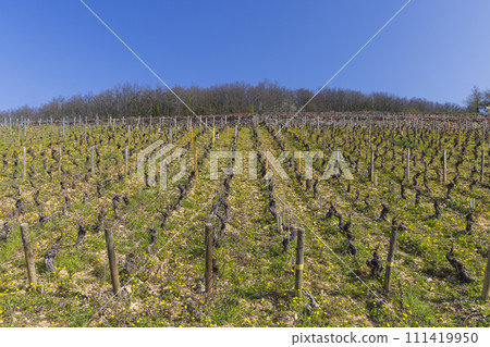 Early spring vineyards near Aloxe-Corton, Burgundy, France 111419950