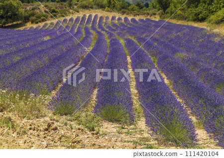 Lavender field near Montbrun les Bains and Sault, Provence, France 111420104
