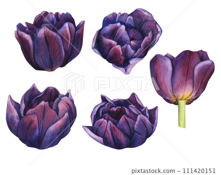 Set of tulip bud on an isolated white background. Watercolor illustrations purple tulips. Botanical spring blossom clip art for wedding invitation background, pattern, print, postcards 111420151