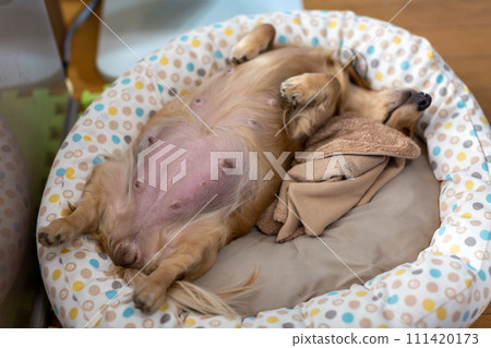Kaninhen Dachshund, pregnant dog just before giving birth 111420173