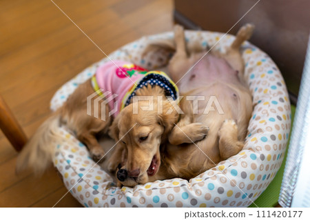 Kaninhen Dachshund, pregnant dog just before giving birth Kaninhen Dachshund, pregnant dog just before giving birth 111420177