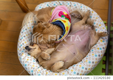 Kaninhen Dachshund, pregnant dog just before giving birth 111420180