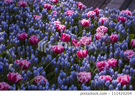 Keukenhof flower garden - largest tulip park in world, Lisse, Netherlands 111420204