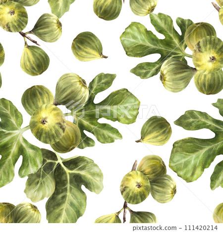 Branch of juicy, ripe green figs with leaves and whole fruit Food, plant seamless pattern. Clipart for packaging, wallpaper, textiles, fabric watercolor painted illustration. Isolated white background Branch of juicy, ripe green figs with leaves and whole fruit Food, plant seamless pattern. Clipart for packaging, wallpaper, textiles, fabric watercolor painted illustration. Isolated white background 111420214