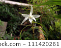 Sekkoku 111420261