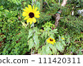 Mini sunflower (mini sunflower) 111420311