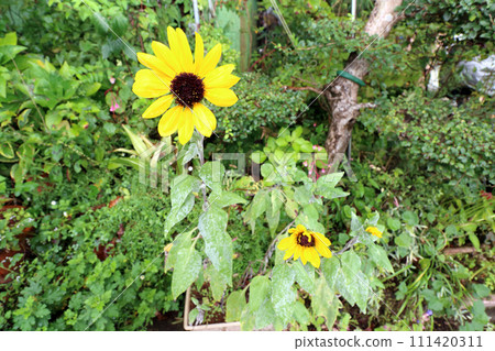 Mini sunflower (mini sunflower) 111420311