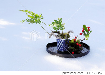 Bonsai of petrified Tokiwashinob and red fruit of Pyracanthus Bonsai of petrified Tokiwashinob and red fruit of Pyracanthus 111420352