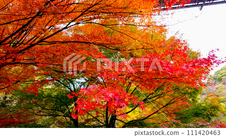 大石峽停車場附近的秋葉 111420463