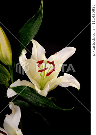 Floral Arrangement 111420953