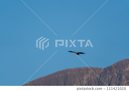 櫻島禦岳和貪美 櫻島禦岳和貪美 111421028