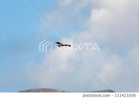 櫻島禦岳和貪美 111421030