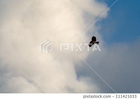 櫻島禦岳和貪美 111421033