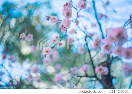 梅花和天空 111421061